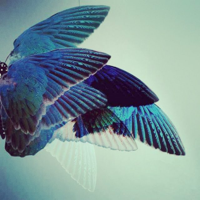 Layered photos of blue bird wings
