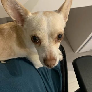 chihuahua_lap_curious