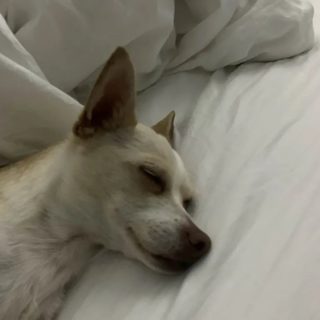 chihuahua_sleeping_bed