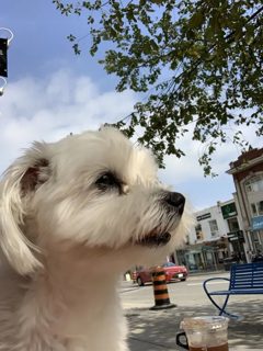 maltese_cafe_street