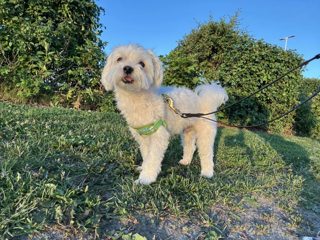 maltese_grass_leash