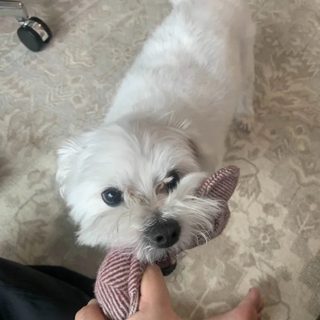 maltese_tug_toy