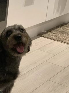 terrier_tongue_out_kitchen